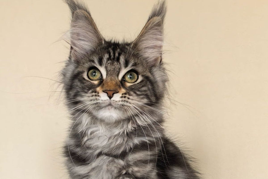 Dianne Maine Coon female black tabby - live animals