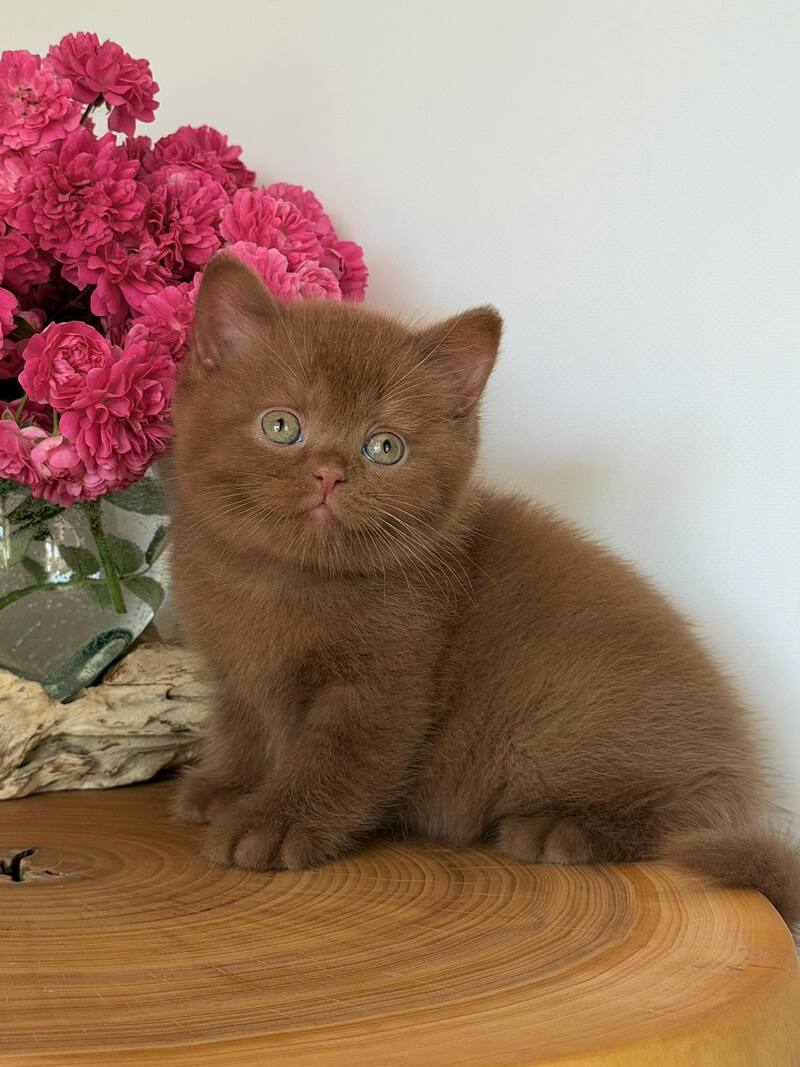 Fendi British Shorthair male, cinnamon