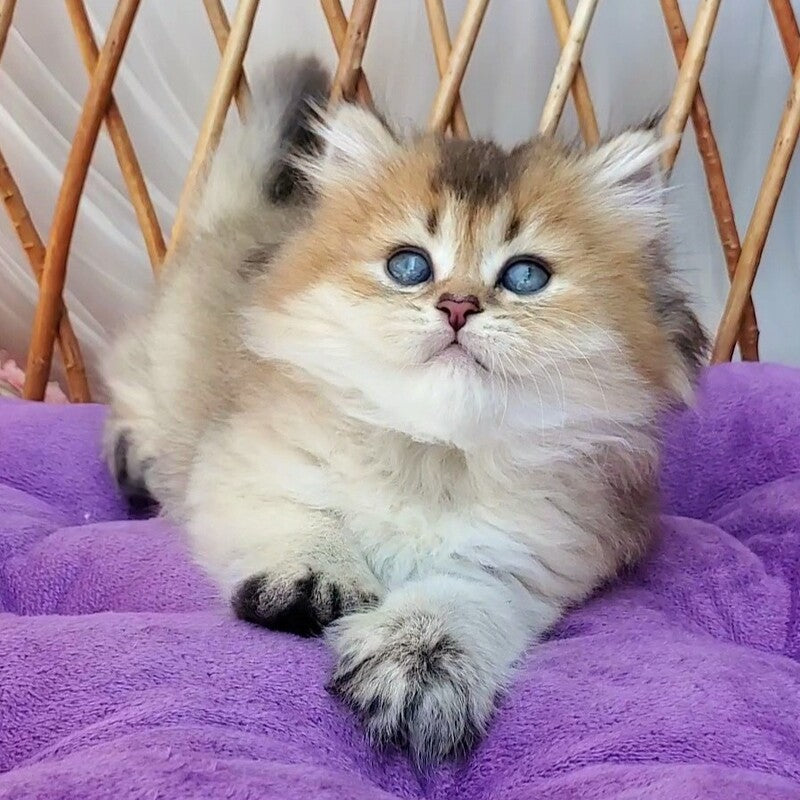 Zephir British Longhair male black golden ticked tabby - live animals