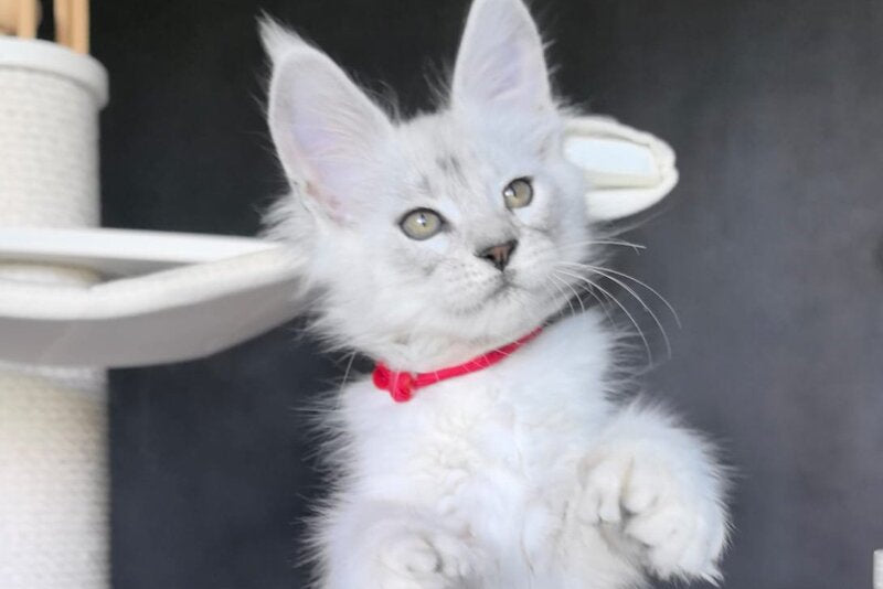 Uslada Maine Coon polydactyl female, black silver tabby