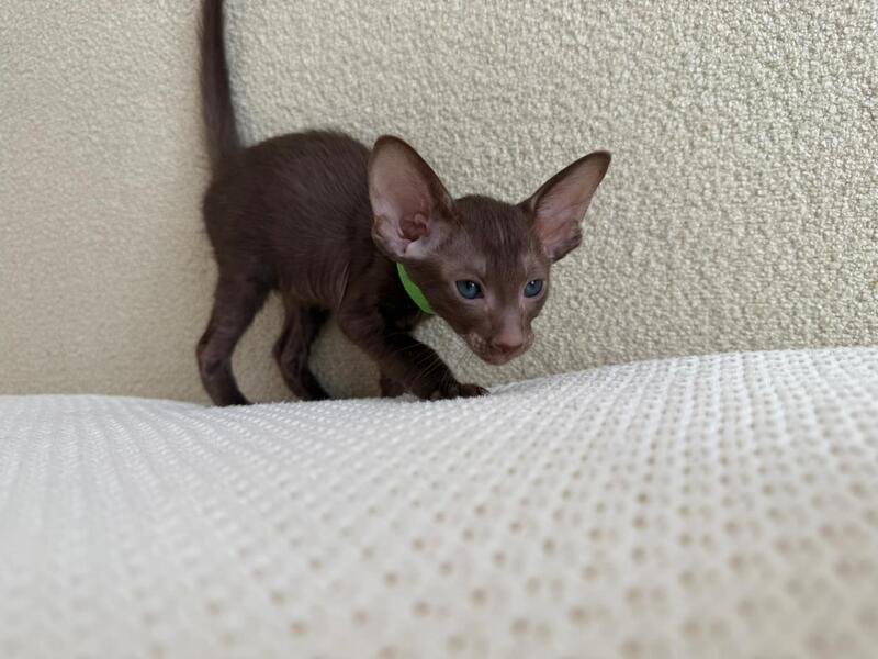 Aston Oriental Shorthair male chocolate - live animals