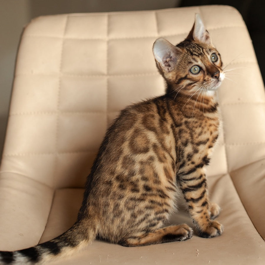 Nala Bengal female, black spotted tabby