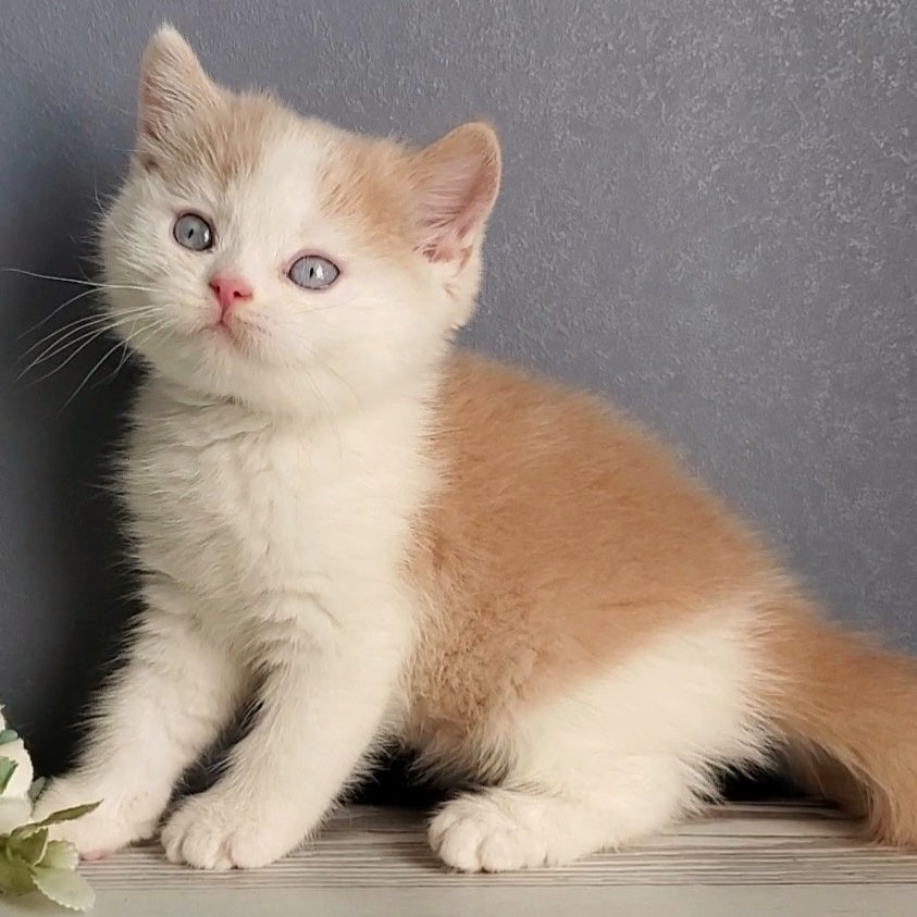 Duke British Shorthair male, cream bicolour