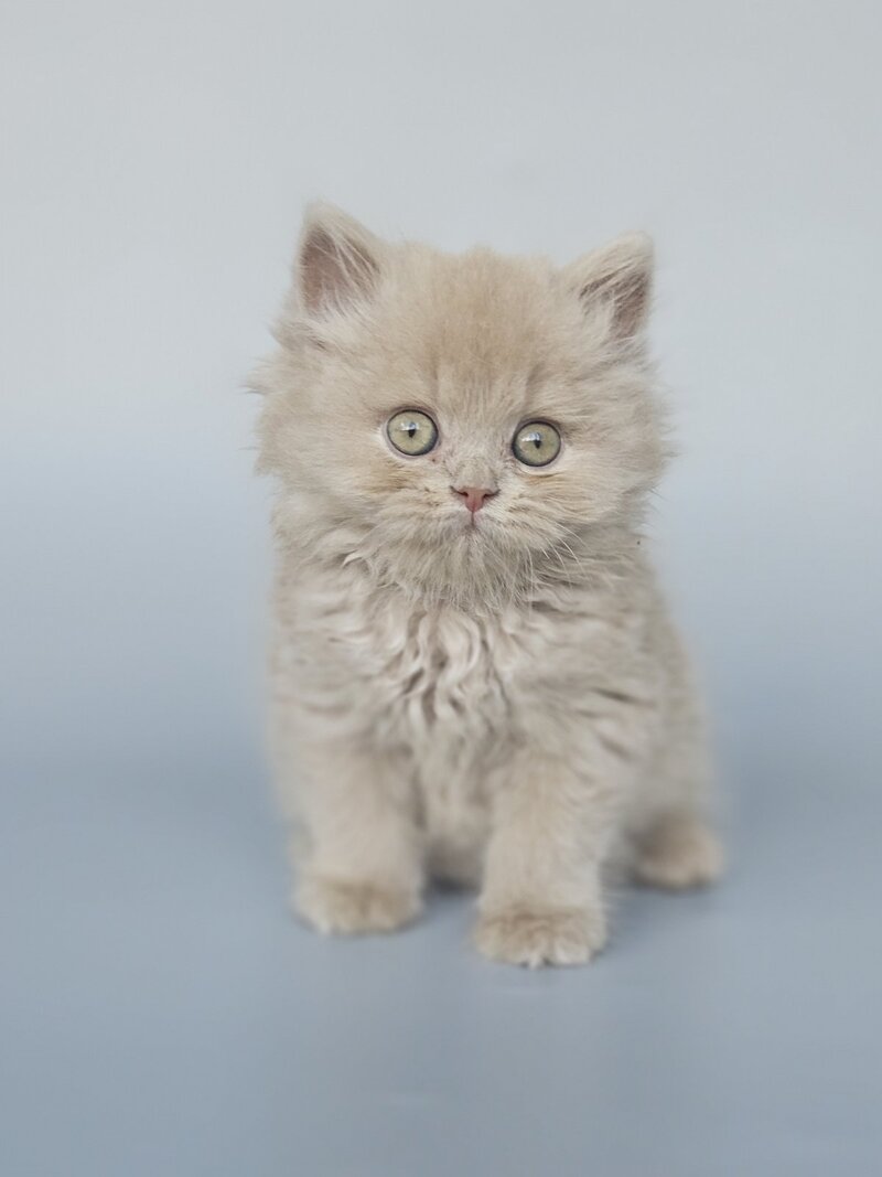 Angel British Longhair male, fawn