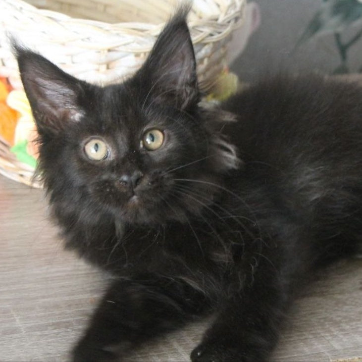 Nazira Maine Coon female, black