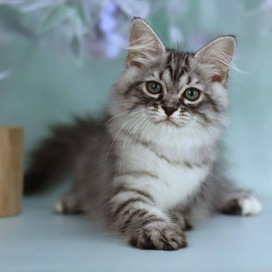 Germes Siberian male, black silver with white spotted tabby