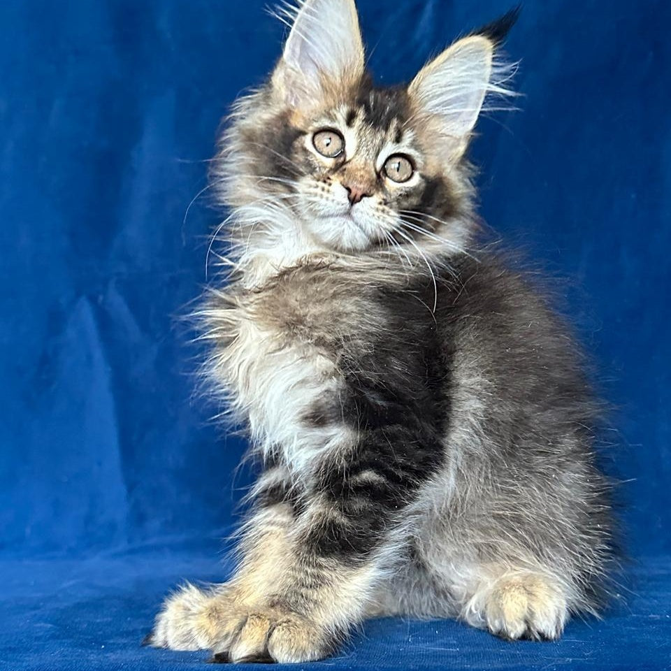 Maggie Maine Coon female, black ticked tabby