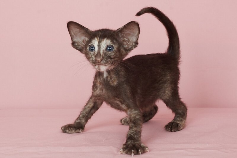 Queen Oriental Shorthair female chocolate tortie - live animals