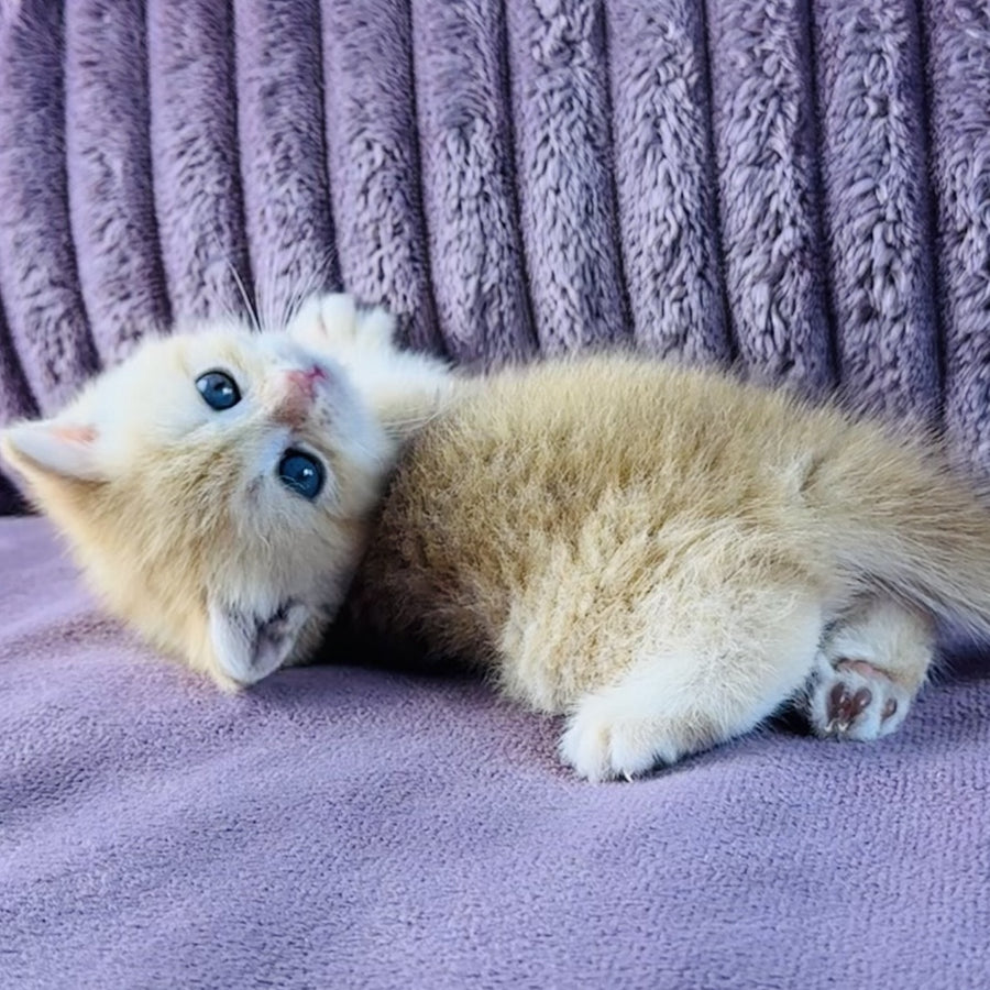 Jaya British Shorthair female, chocolate golden spotted tabby