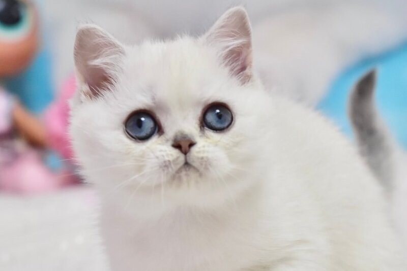 Dzholly British Shorthair female, black silver shaded pointed