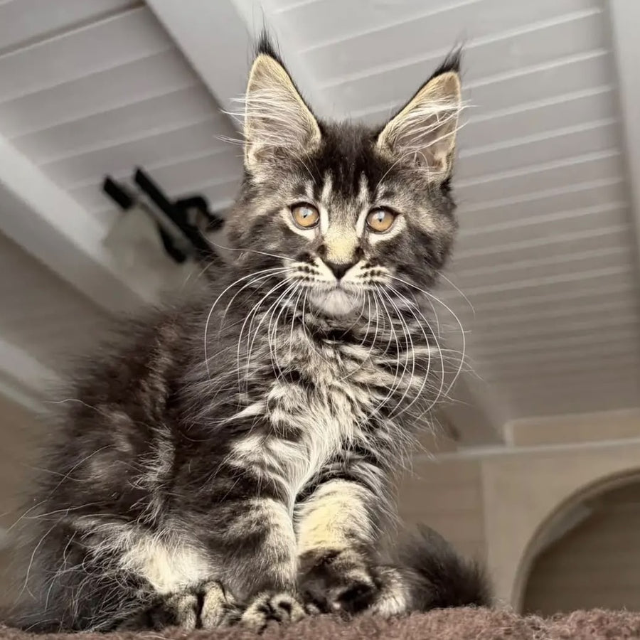 Chipper Maine Coon female, black tabby