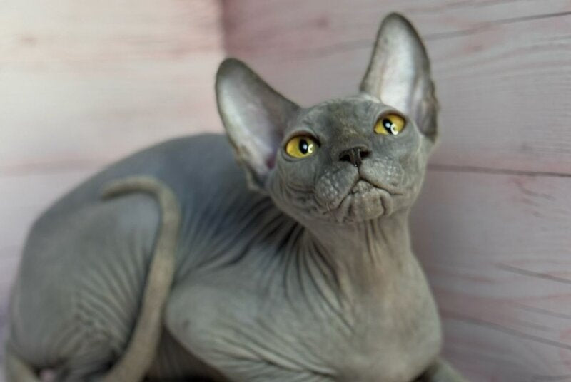 Adel Canadian Sphynx male, blue