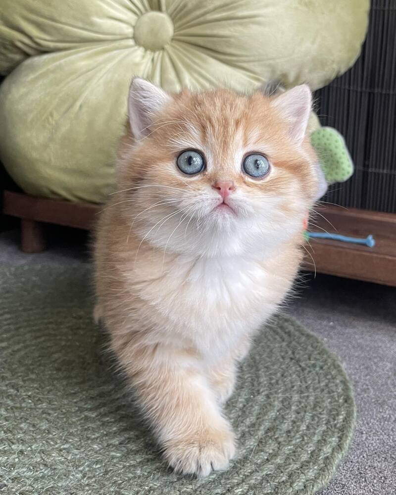 Winny British Shorthair male black golden spotted tabby - live animals