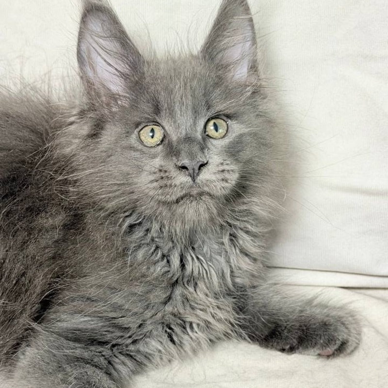Jazz Maine Coon male, blue silver