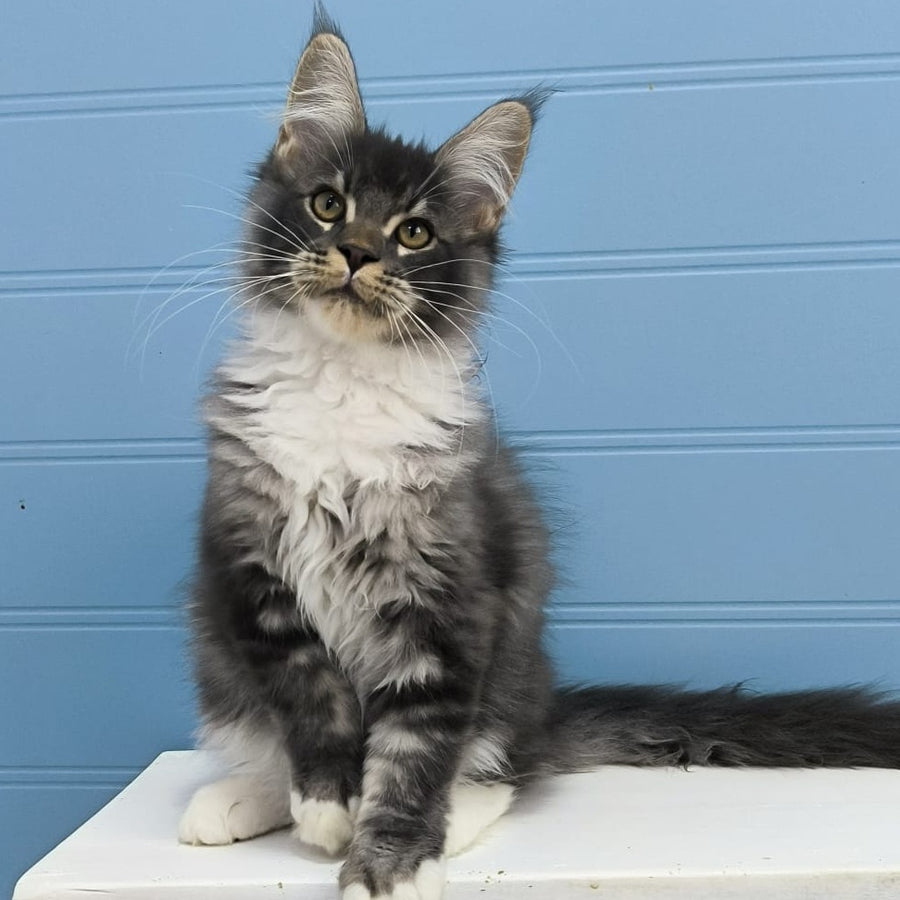 Jaguar Maine Coon male, blue silver tabby