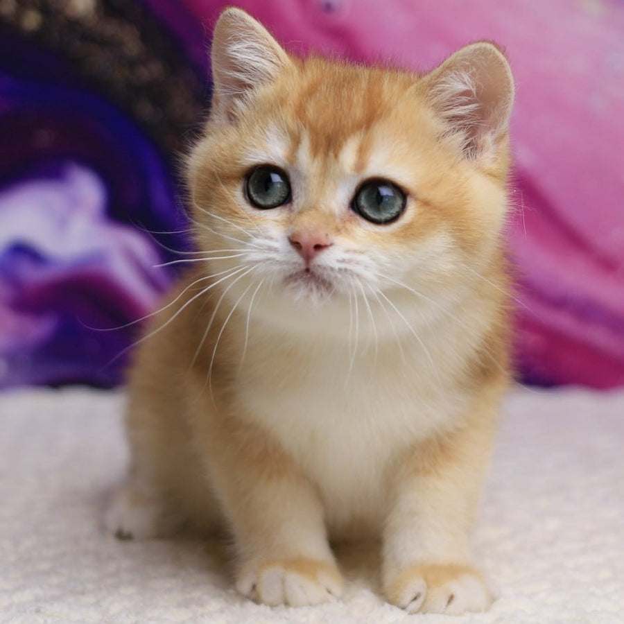 Unicum British Shorthair male, black golden chinchilla