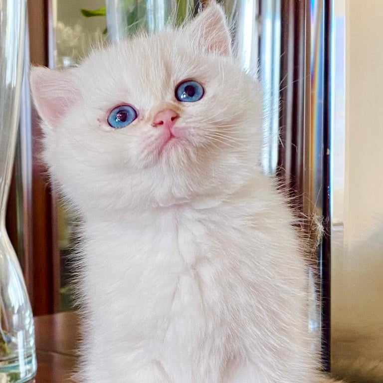 Montana British Shorthair female, chocolate golden chinchilla