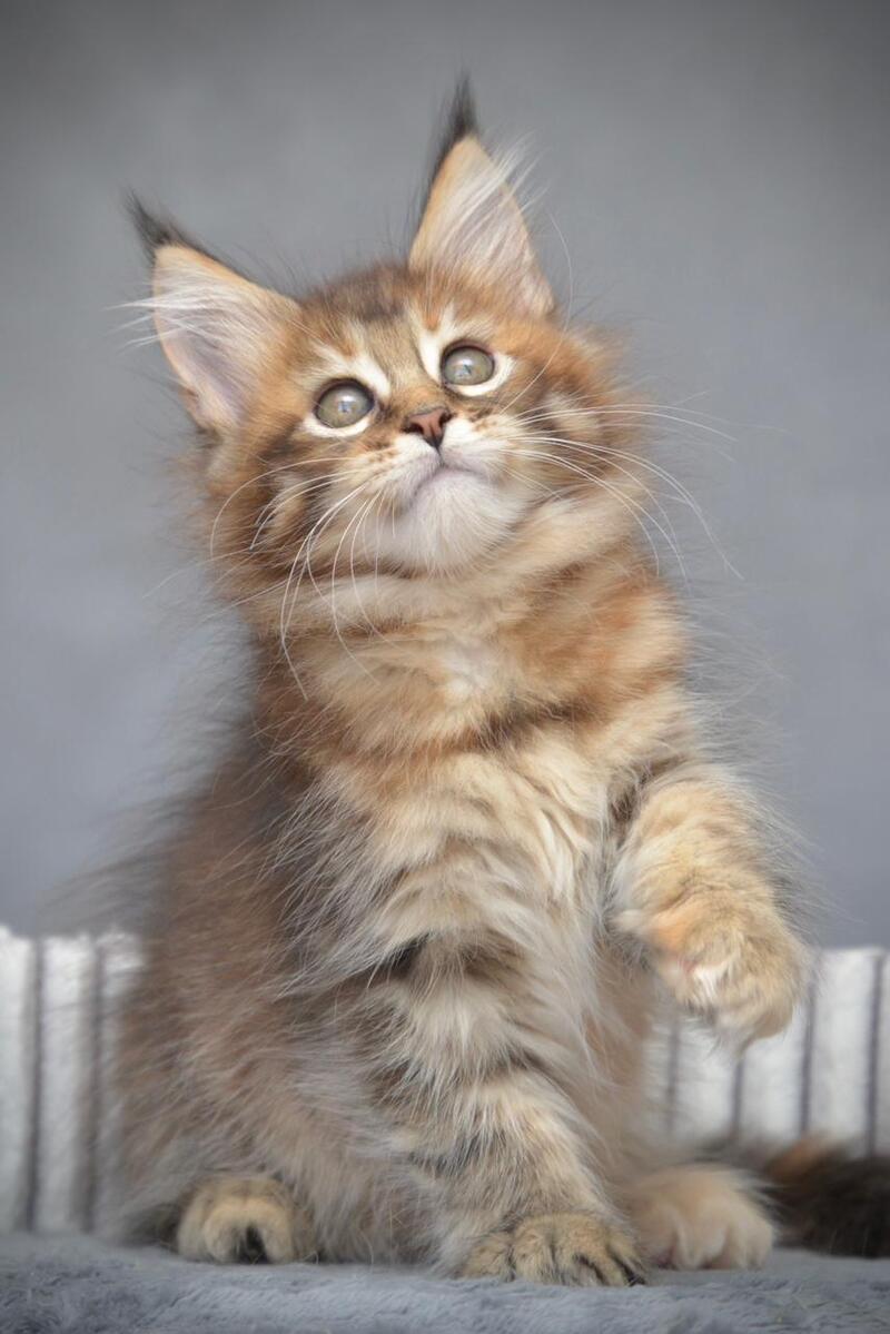 Vanilla Maine Coon female black tortie with white tabby live animals