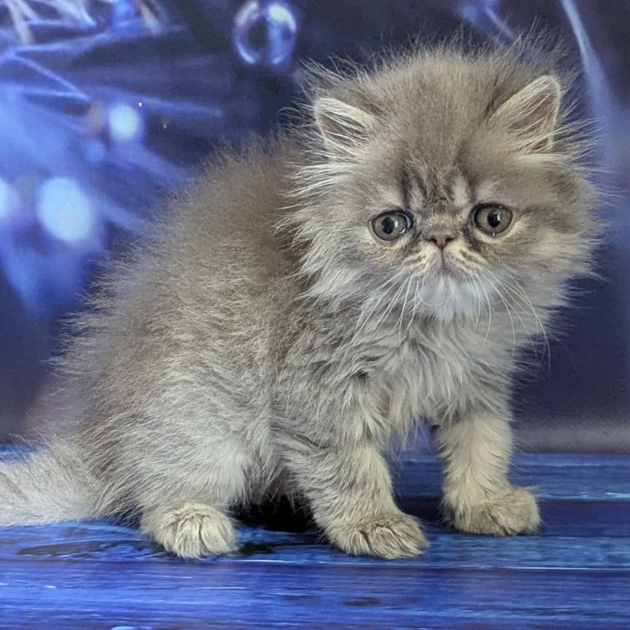 Pavlik Persian male, blue tabby