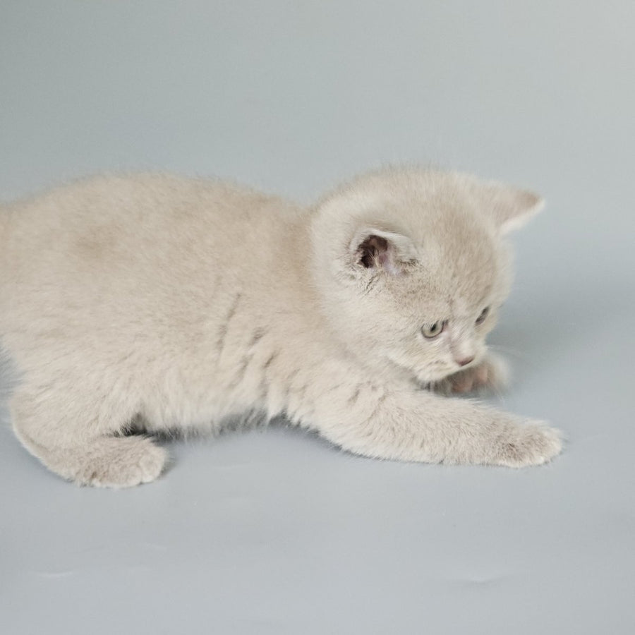 Baks British Shorthair male, fawn