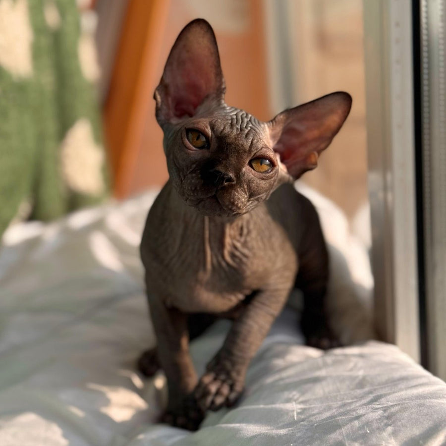Elvis Canadian Sphynx male, black