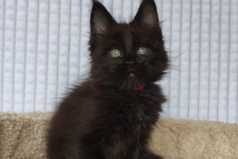 Mars Maine Coon male, black