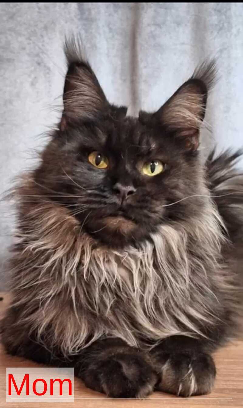 Intel'Legend Maine Coon female, black tortie silver