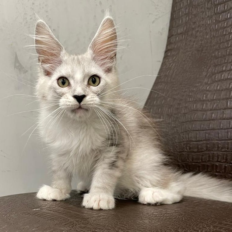 Kira Maine Coon female, black silver bicolour ticked tabby