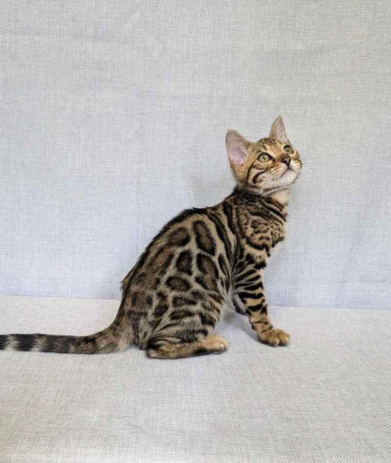 Zipsy Bengal female black spotted tabby - live animals
