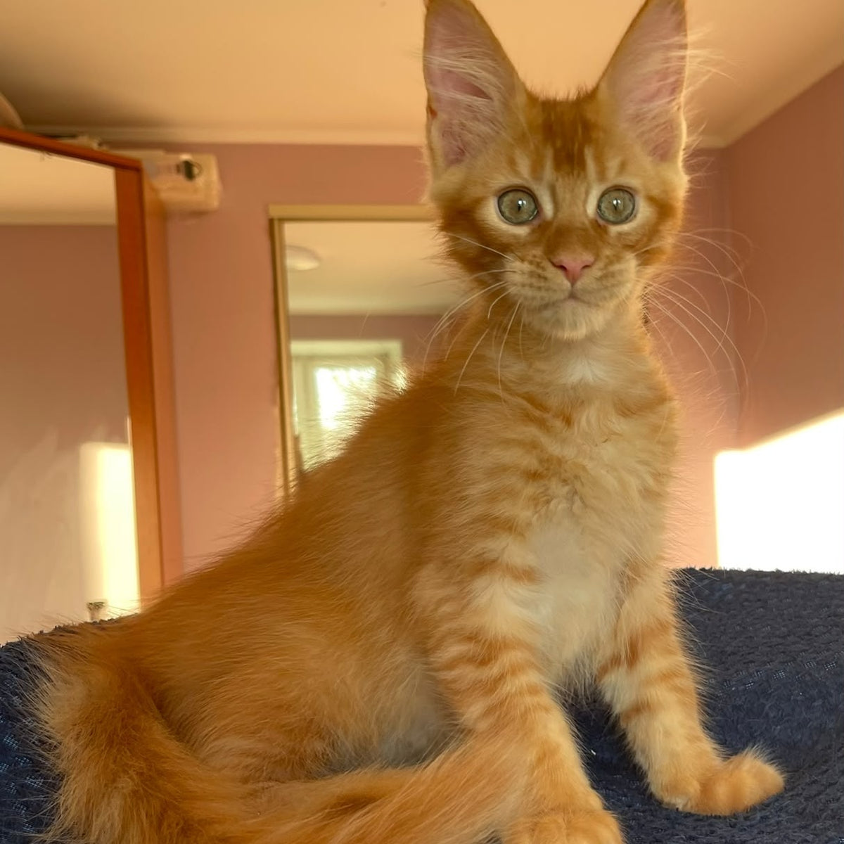 Kenzo Maine Coon male, red