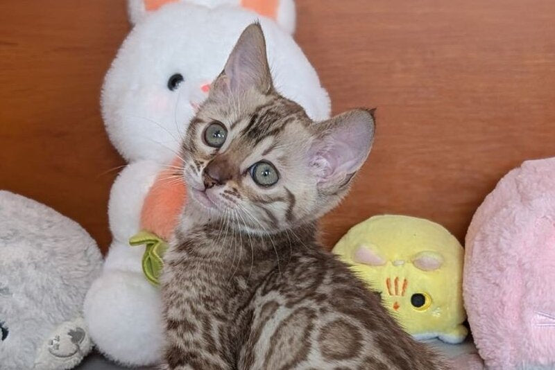 Wendy Bengal female black silver spotted tabby pointed live animals