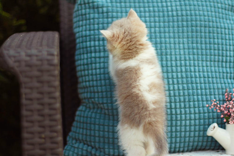 Aladin British Shorthair male, blue golden shaded bicolour