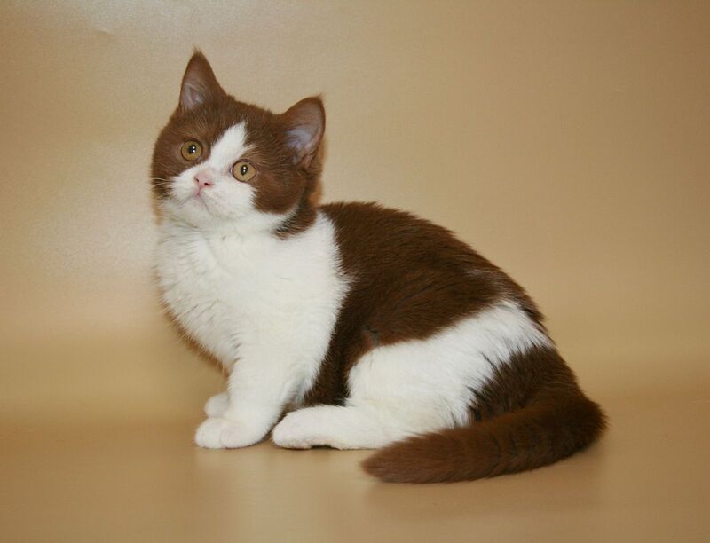 Jonathan British Shorthair male, cinnamon bicolour