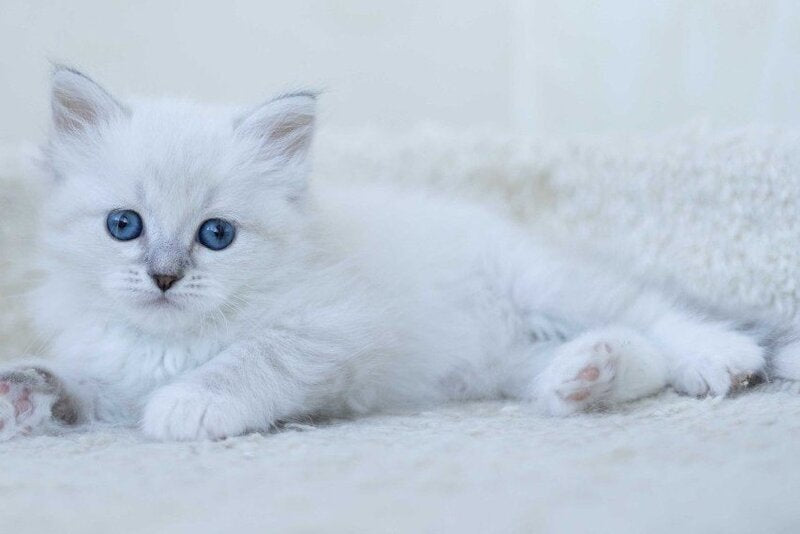 Hurma Siberian female, blue with white tabby pointed
