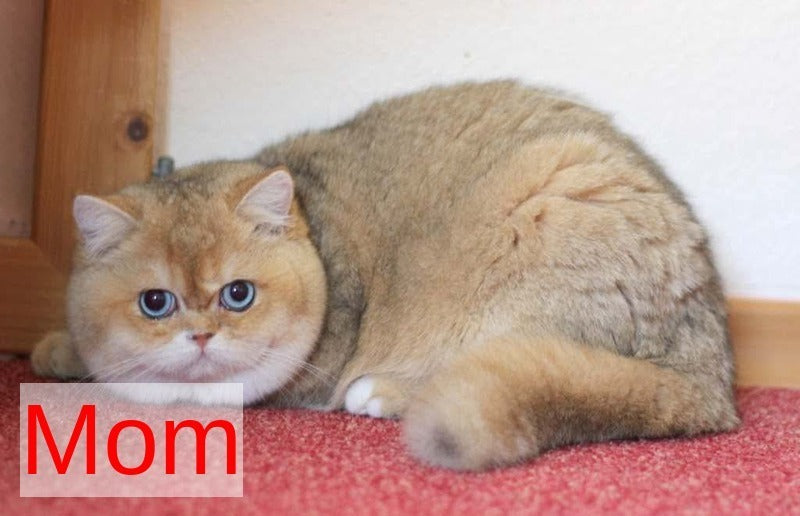 Diana British Shorthair female, black golden shaded with white