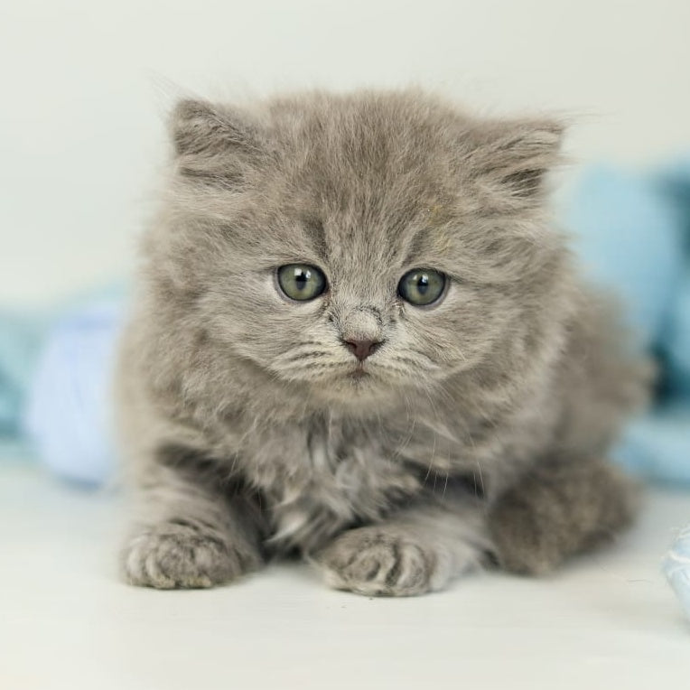 Pevana British Longhair female, blue