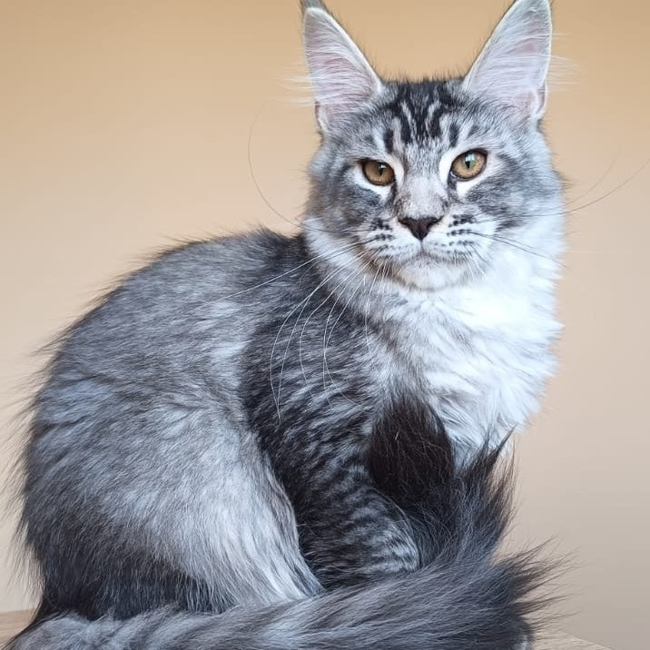 Darsia Maine Coon female, black silver ticked tabby