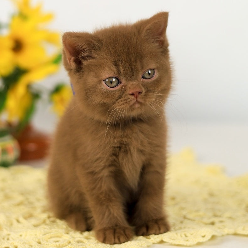 Leo British Shorthair male, cinnamon