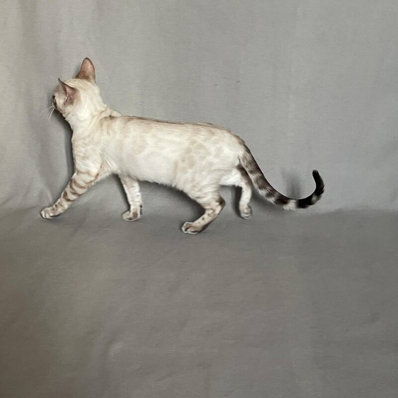 Jinx Bengal male, black spotted tabby pointed