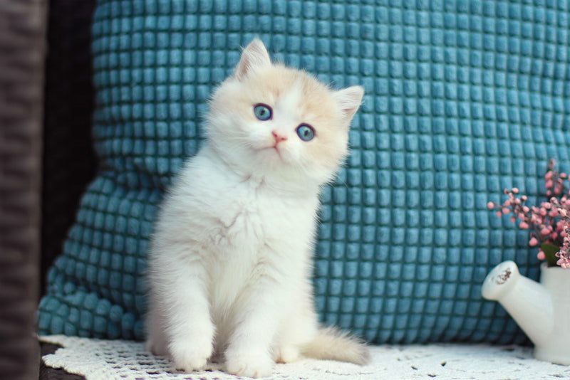 Aladin British Shorthair male, blue golden shaded bicolour