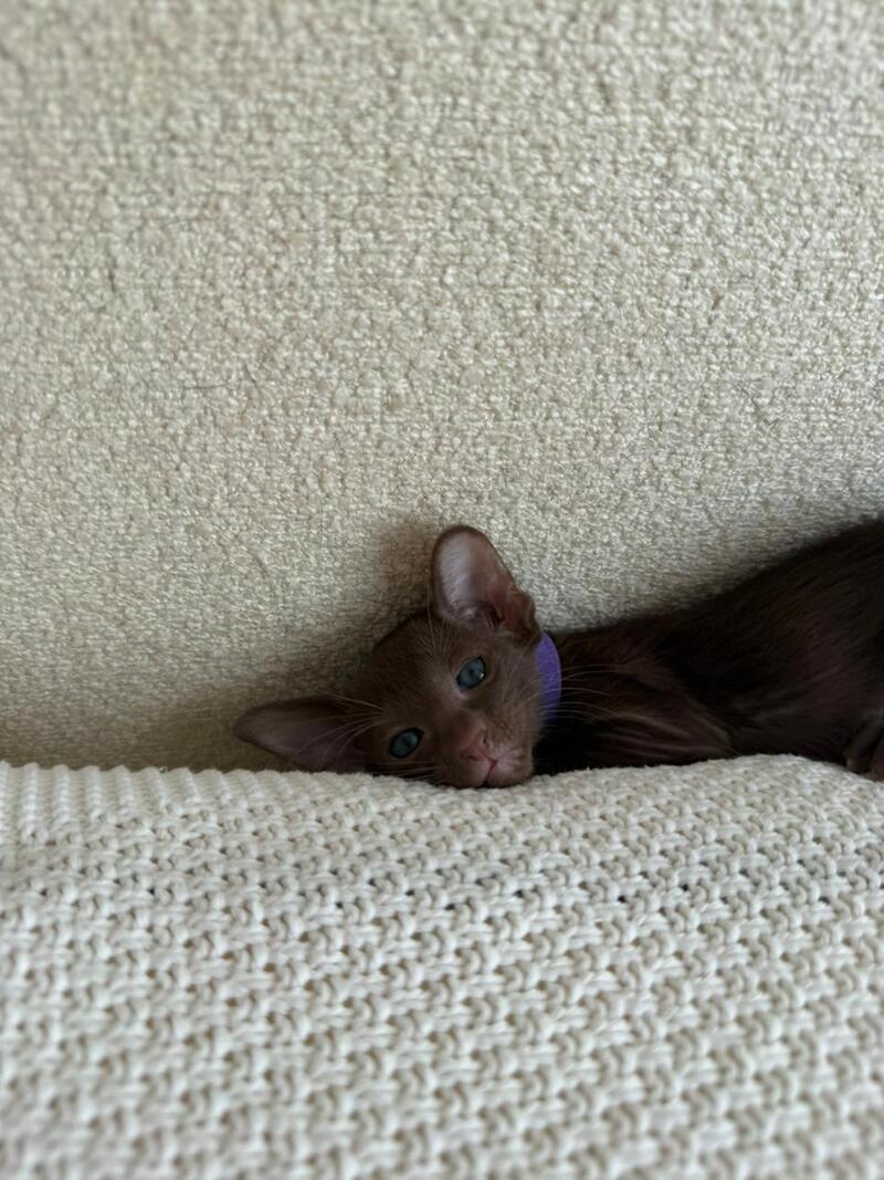 Amira Oriental Shorthair female chocolate - live animals