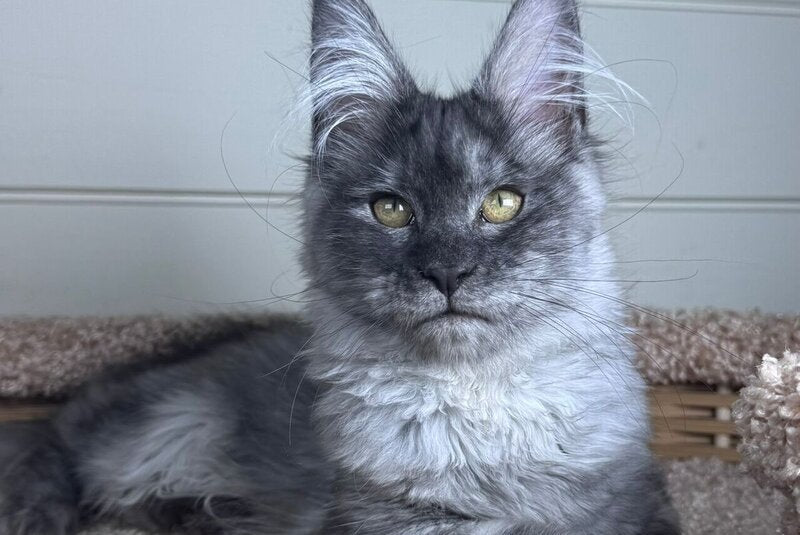 Vanessa Maine Coon female black silver - live animals