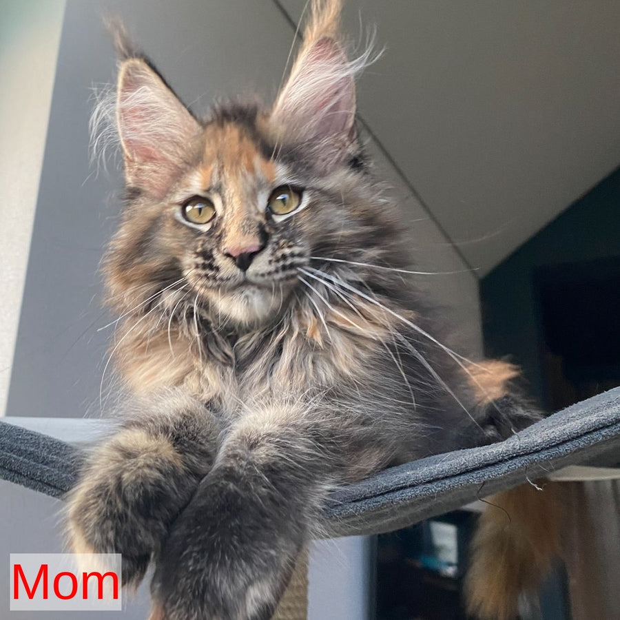 Winston Noir Maine Coon male, cream tabby