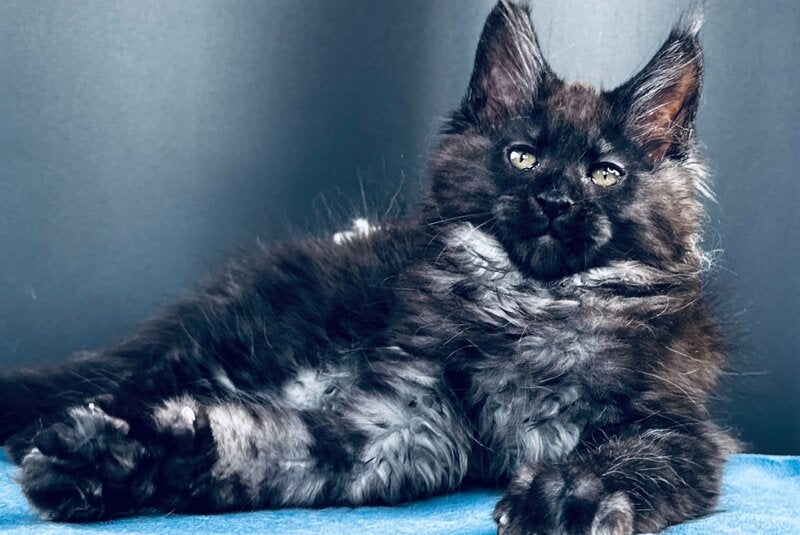 Ulan Mistwolf Maine Coon male, black silver with white
