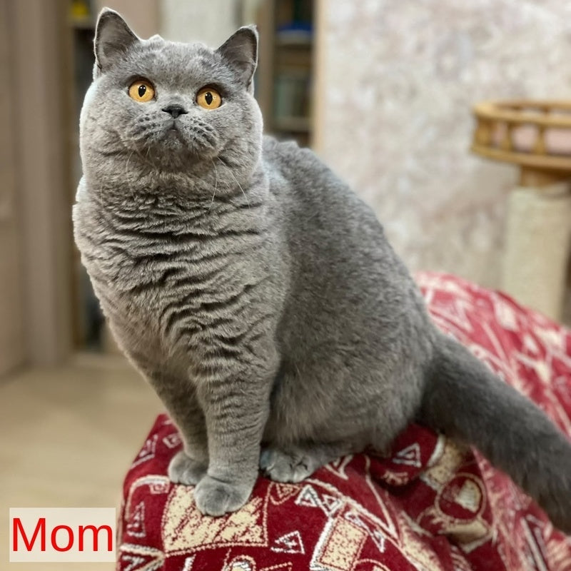 Patrissiya British Shorthair female, blue