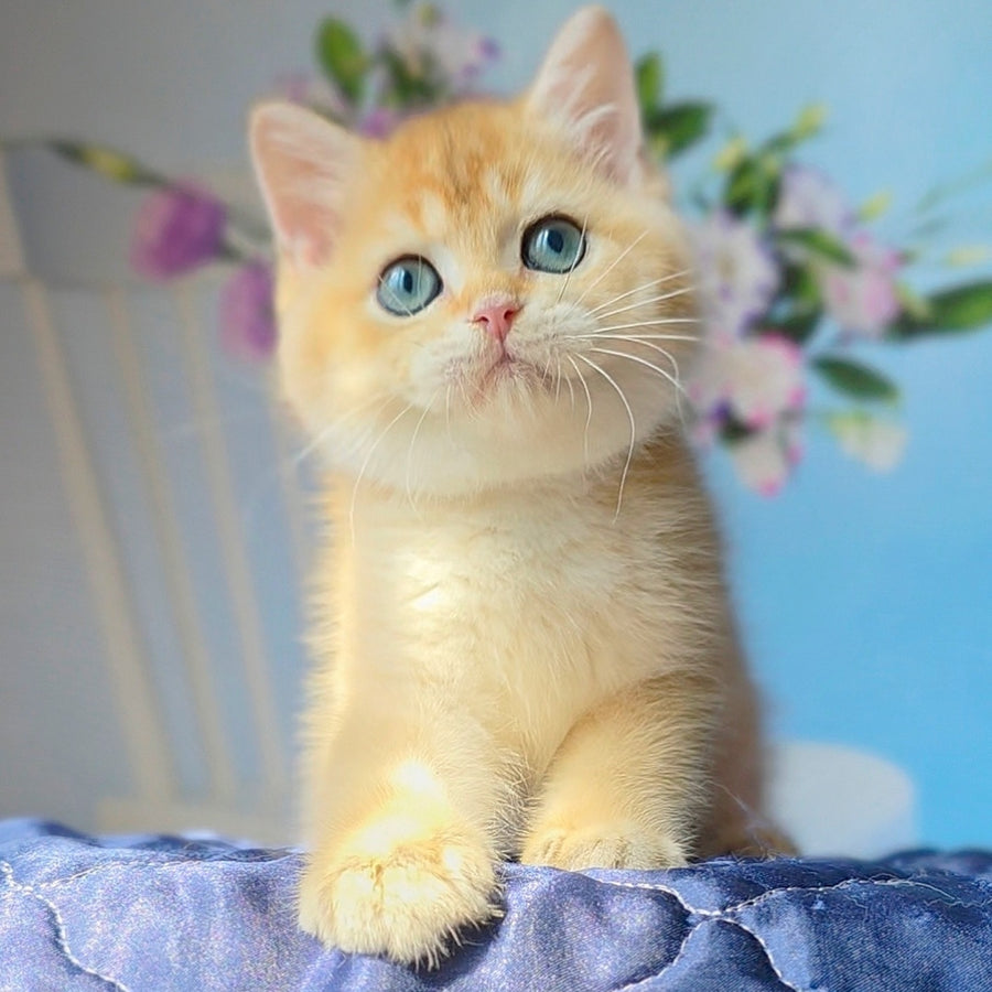 Timka British Shorthair male, black golden chinchilla