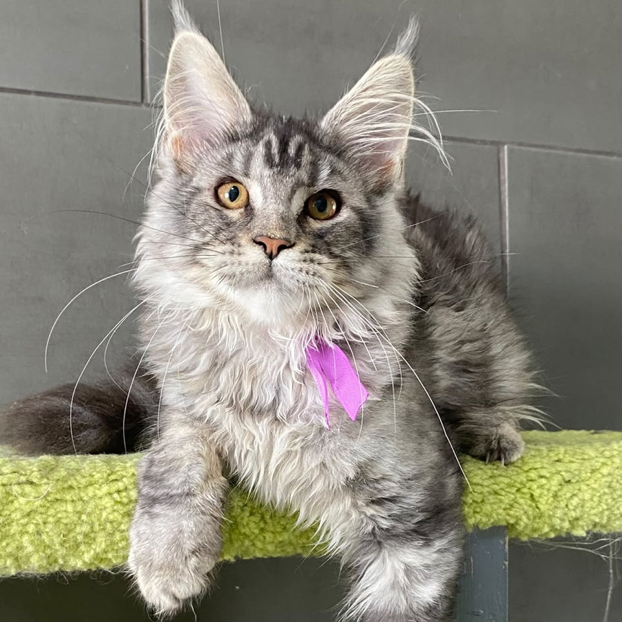 Asuncion Maine Coon male, black tabby