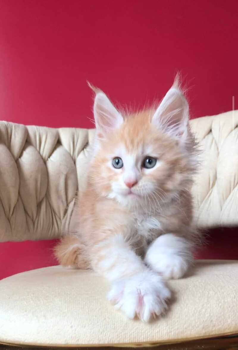 Yogurt Maine Coon male red silver tabby bicolour - live animals