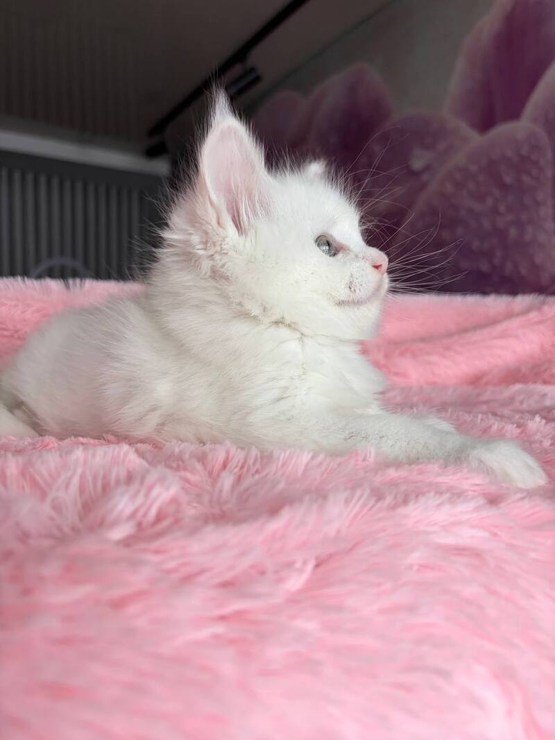 White Angel Maine Coon male white - live animals