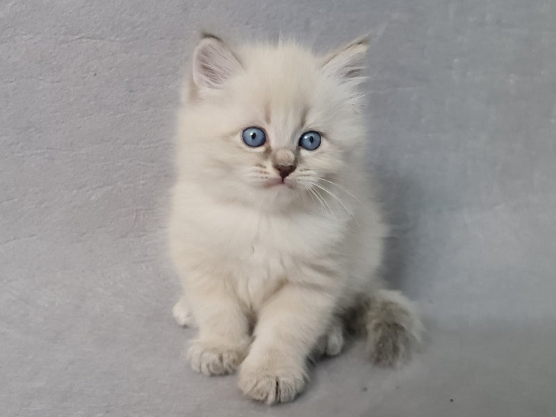 Angel Siberian male blue tabby pointed - live animals